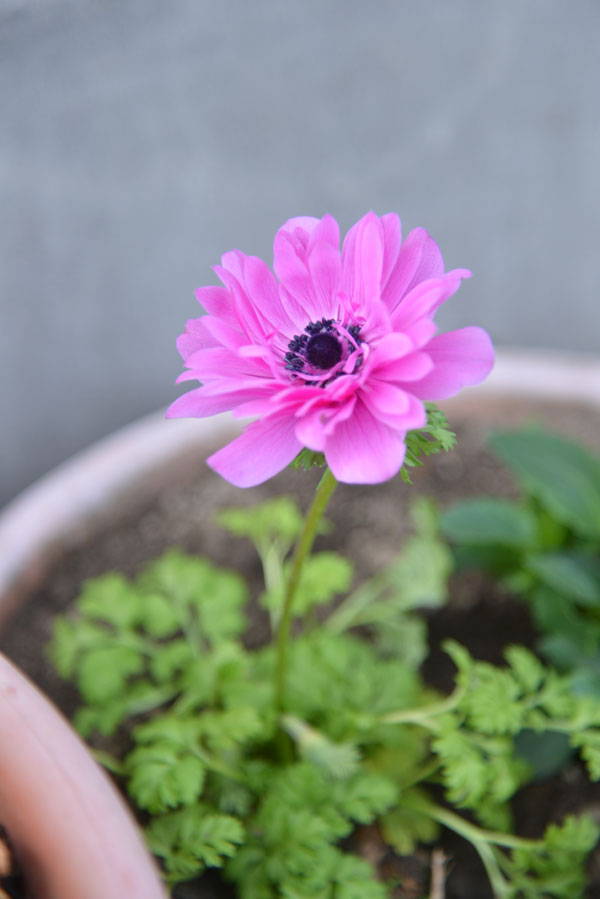 070227anemone.jpg